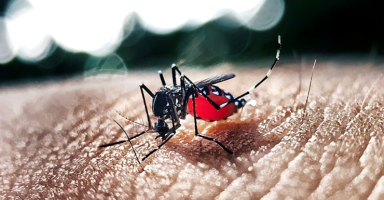 মশার কামড় থেকে হতে পারে ভয়াবহ রোগ