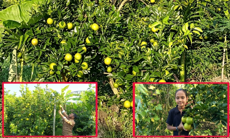 পিরোজপুরে মালটার চাষে কৃষকদের দুঃখ, লাভের সুযোগ সীমিত