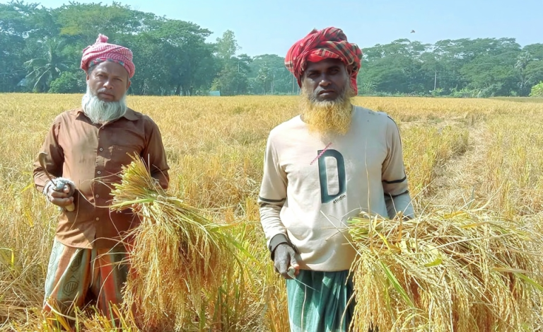 রাঙ্গাবালীতে আমনের বাম্পার ফলন: কৃষকদের মুখে হাসি