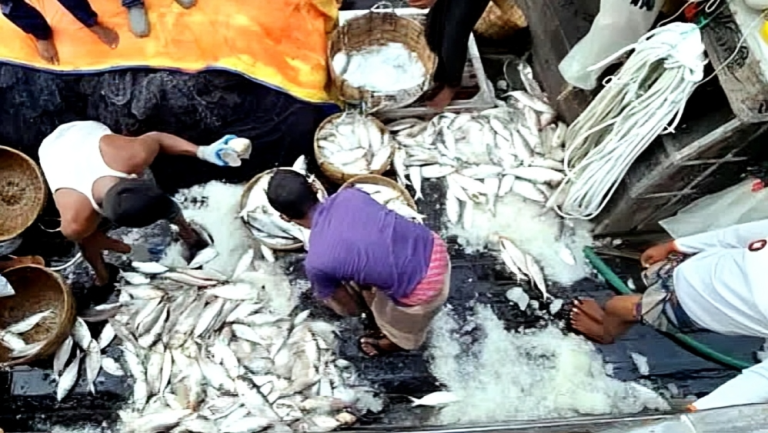 বরগুনার সাগরে মাছের সংকট: জেলেরা ও ব্যবসায়ীরা বিপদে