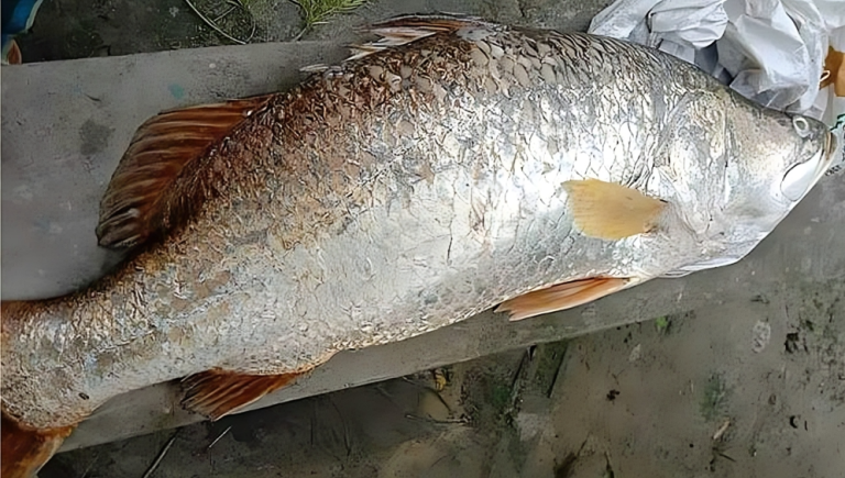 কুয়াকাটায় ১৮ কেজি ২০০ গ্রাম কোরাল মাছ, বিক্রি ২০ হাজার টাকায়