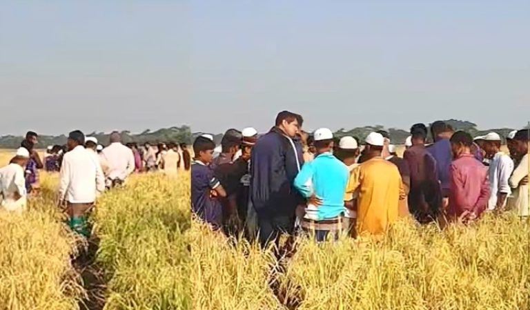 তালতলী ও পাতাকাটায় ধানক্ষেত থেকে দুই লাশ উদ্ধার