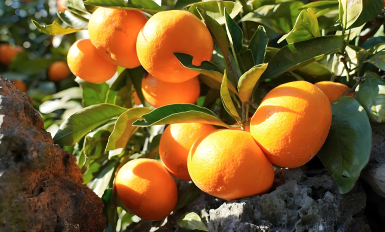 নারীদের জন্য অপরিহার্য ৬টি ভিটামিন