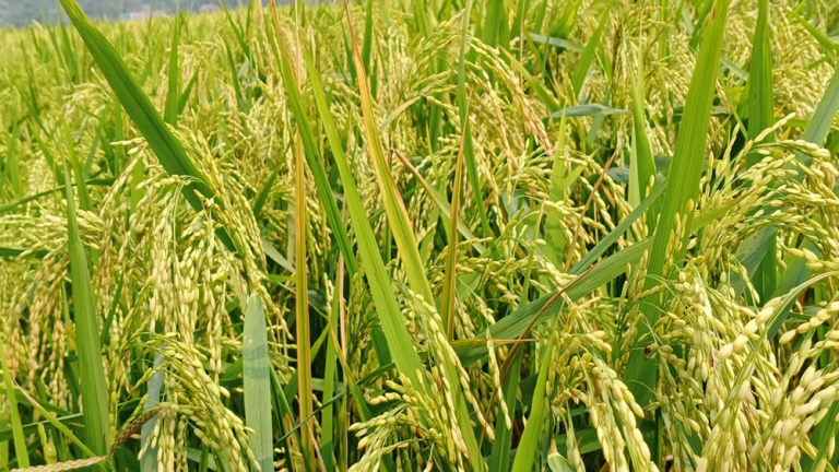 কৃষি জমি কমলেও উৎপাদনের রেকর্ড স্থাপন কলাপাড়ায়