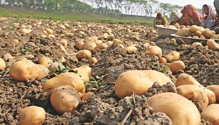 গলাচিপায় লক্ষ্যমাত্রার চেয়ে বেশি আলু চাষ, লাভবান হওয়ার আশা