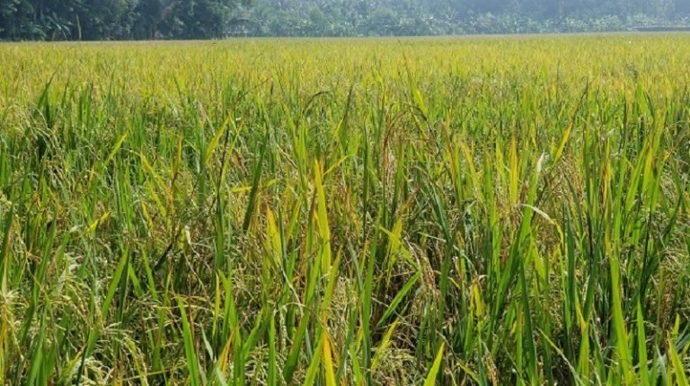 ভোলায় প্রাকৃতিক দুর্যোগ কাটিয়ে আমনের ভালো ফলন