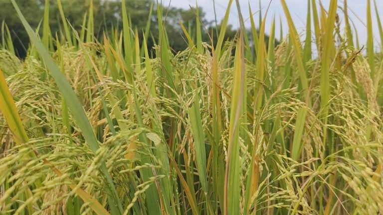 ভোলায় বাতাসে আমনের ঘ্রাণ, কৃষকের মুখে সোনালি হাসি
