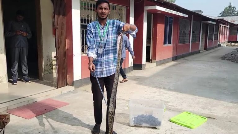 পটুয়াখালীতে সাপুড়ের কাছ থেকে ৫ ফুট লম্বা বার্মিজ পাইথন উদ্ধার