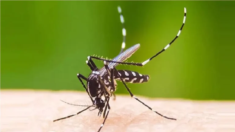 ডেঙ্গুতে আরও ৪ জনের প্রাণহানি, আক্রান্ত ১৫৩