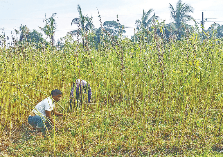 লবণাক্ত জমিতে কেনাফ চাষে সম্ভাবনার নতুন দিগন্ত