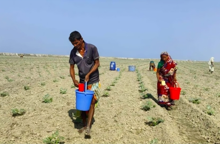 পটুয়াখালীতে সারের সংকটে তরমুজ চাষে বিপর্যয়ের শঙ্কা