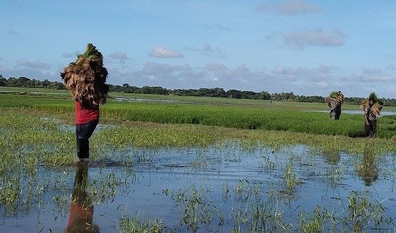 বরিশাল অঞ্চলে লবণাক্ততার করাল গ্রাস, কৃষি উৎপাদনে বড় শঙ্কা