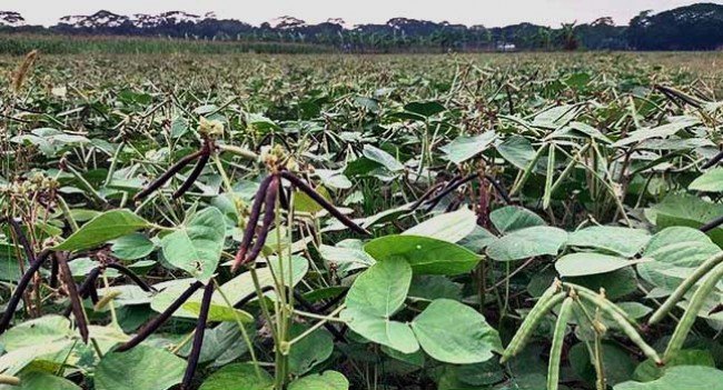 দেশের ডাল উৎপাদনে বরিশালের গুরুত্ব