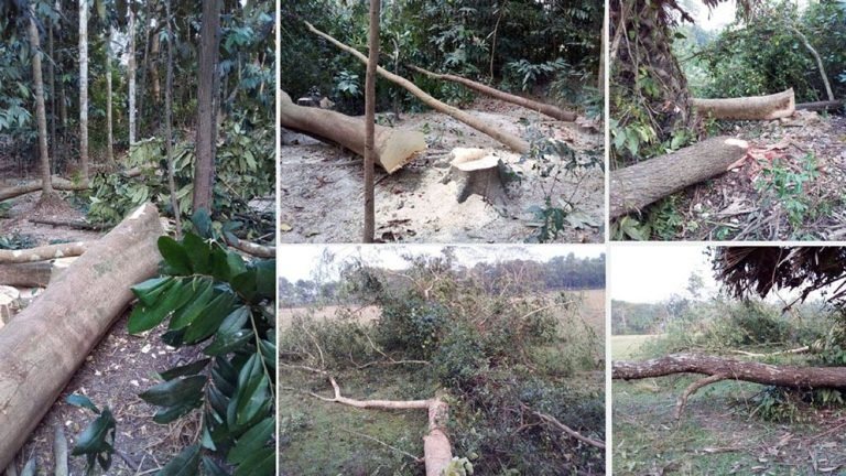 বাউফলে মৃৎশিল্পী বিশ্বেশ্বর পালের বাগানে গাছ কাটার অভিযোগ যুবলীগ নেতার বিরুদ্ধে