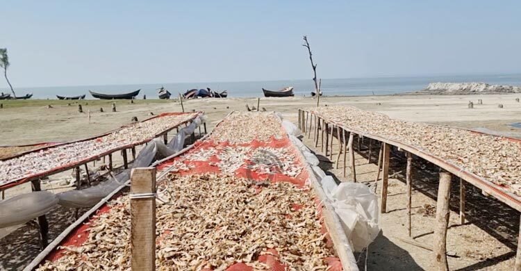 বরগুনার সম্ভাবনাময় শুঁটকি শিল্পে বাধার মুখে উন্নয়ন