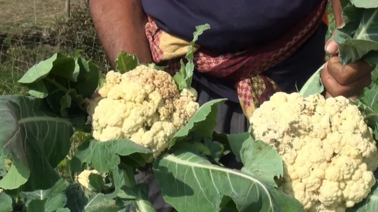 পটুয়াখালীর কৃষকরা ইস্পাহানি কোম্পানির বীজে প্রতারিত হয়ে চরম লোকসানে