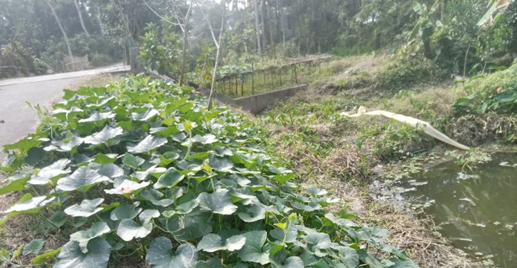 ঝালকাঠিতে শাক-সবজি ও লতা কৃষিতে হতাশা, বাজারে চাহিদার অভাব