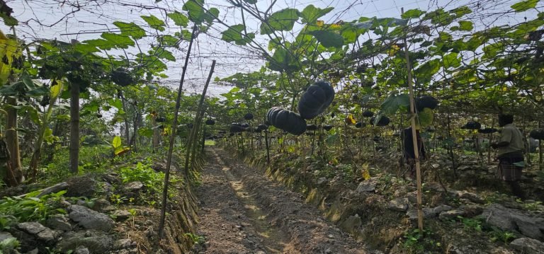 মাচায় মিষ্টি কুমড়ার চাষে সাফল্যের পথে পটুয়াখালীর কৃষক অমল