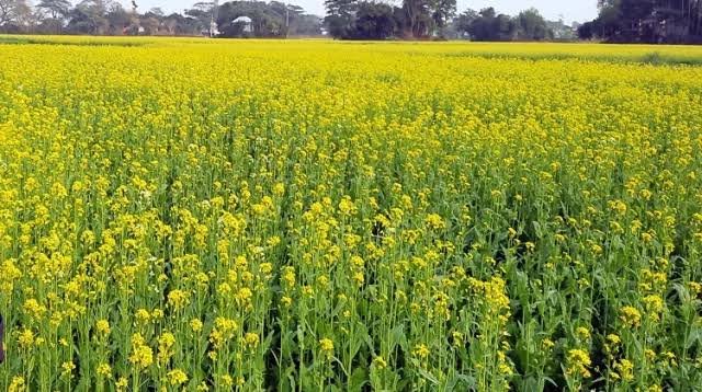 পটুয়াখালীর দশমিনায় সরিষা চাষে কৃষকদের আগ্রহ দ্বিগুণ
