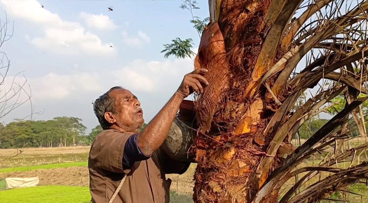 বরিশালে গাছের সংখ্যা কম, চুরি বাড়ায় খেজুরের রস সংগ্রহ কমছে
