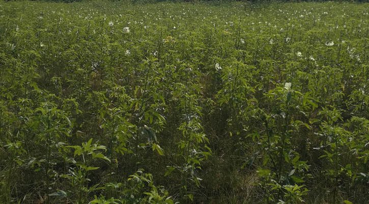 বরিশালে কেনাফ চাষে বাড়বে জমির উর্বরতা, কমবে লবণাক্ততা: কৃষকদের জন্য আশার আলো