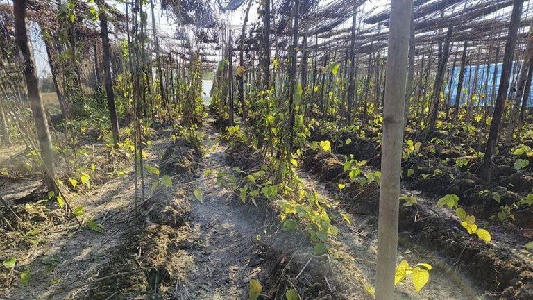 বরগুনায় ঘন কুয়াশায় পান চাষীদের সর্বনাশ, শীতের কারণে পান পাতার ক্ষতি
