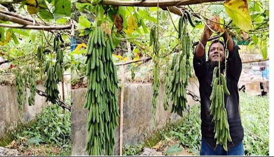 বরিশালে পতিত জমির ময়লা আবর্জনার স্তুপ এখন সবজির ক্ষেত