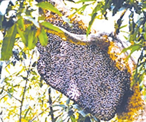 বরগুনায় বিলুপ্তির পথে মুক্ত মৌমাছি