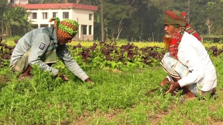 ঝালকাঠিতে শীত ও কুয়াশার তীব্রতায় রবিশস্যে ঝুঁকি, শঙ্কিত কৃষকরা