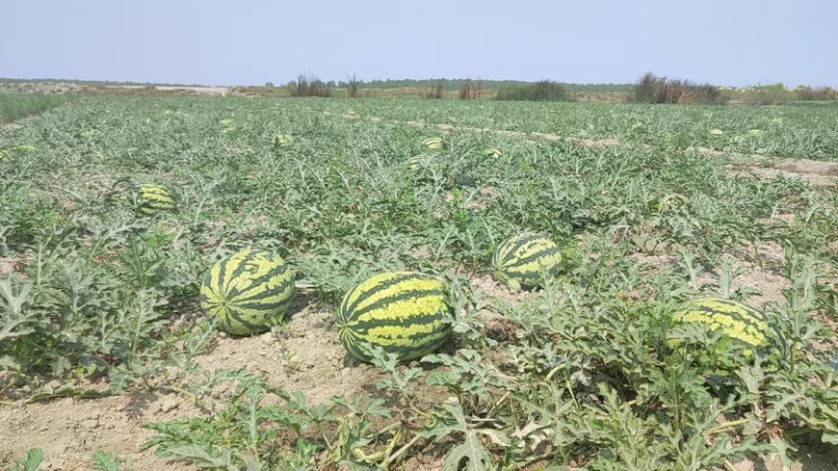 তরমুজের রাজ্যে রাঙ্গাবালী: এবারও কৃষকদের মুখে হাসি