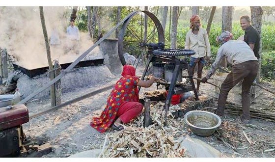 গুড় তৈরিতে ব্যস্ত বরিশালের আখ চাষিরা