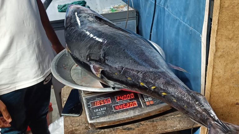 কুয়াকাটায় জেলের জালে বিশাল টোনা মাছ