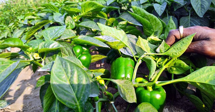 বরিশালে জনপ্রিয় হয়ে উঠছে ক্যাপসিকাম চাষ