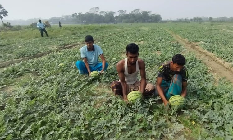 দশমিনায় আগাম তরমুজ চাষে কৃষকদের স্বপ্ন
