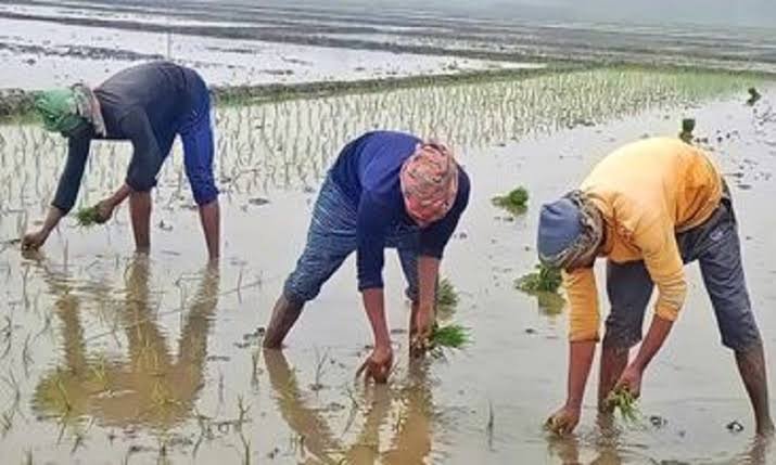 পটুয়াখালীতে বোরো চাষে ব্যস্ত কৃষকেরা, আশায় ভালো ফলনের