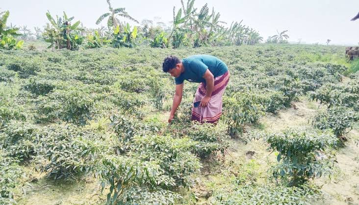 পটুয়াখালীতে মরিচ চাষে কৃষকদের নতুন আশা, আবাদ বাড়ছে দ্বিগুণ