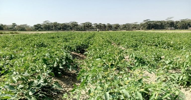 দশমিনায় টমেটো চাষে আলম হাওলাদারের স্বপ্নপূরণ