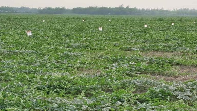 পটুয়াখালীতে তরমুজ চাষে সার সংকটে দুশ্চিন্তায় কৃষক