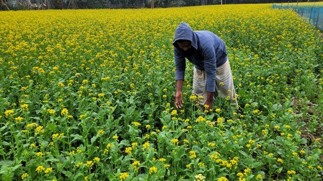 বরিশালে বিনা চাষে সরিষা আবাদে বিপুল ফলন