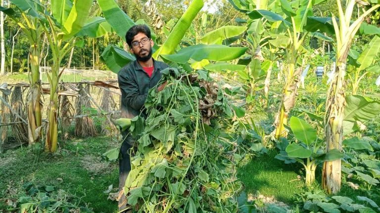 পিরোজপুরে গাছ কেটে ভুক্তভোগী উদ্যোক্তার লক্ষাধিক টাকার ক্ষতি