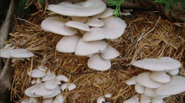 পটুয়াখালীতে বাড়ছে মাশরুমের জনপ্রিয়তা, স্বল্প বিনিয়োগে লাভজনক চাষ