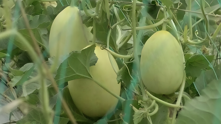 পটুয়াখালীতে মরুর ফল ‘সাম্মাম’ চাষে সফলতা