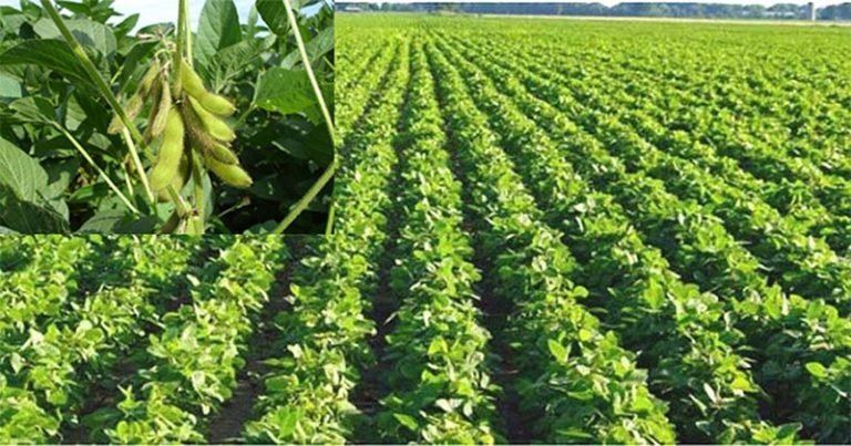 “বরিশালে সয়াবিন আবাদ বাড়লেও বিপণন ব্যবস্থার ঘাটতি”