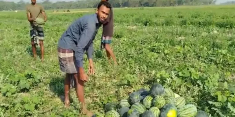 গলাচিপায় বাম্পার তরমুজের ফলন, কৃষকের মুখে হাসি