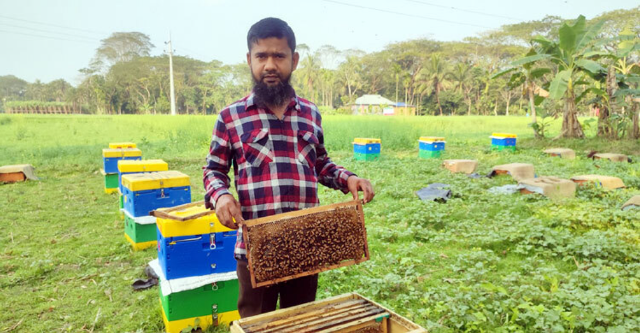 বরিশালে সরিষার বাম্পার ফলনে মৌচাষিদের মুখে হাসি