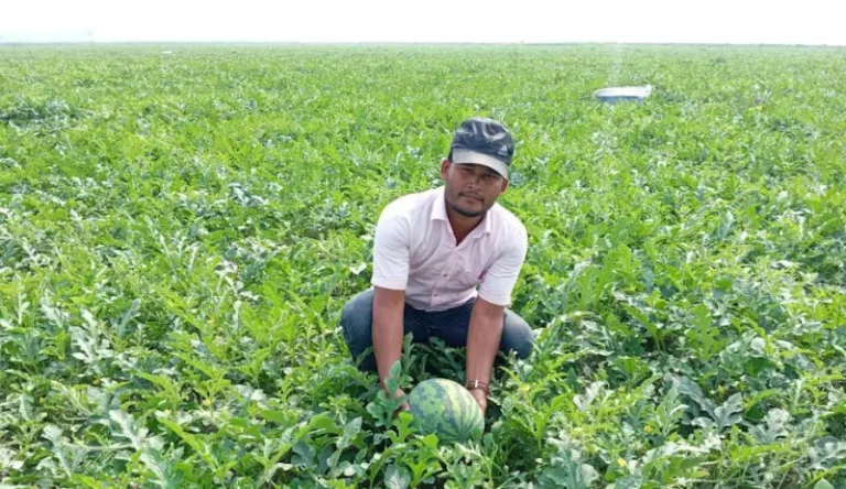 ভোলায় রমজানকে সামনে রেখে আগাম তরমুজ চাষে কৃষকদের ব্যস্ততা