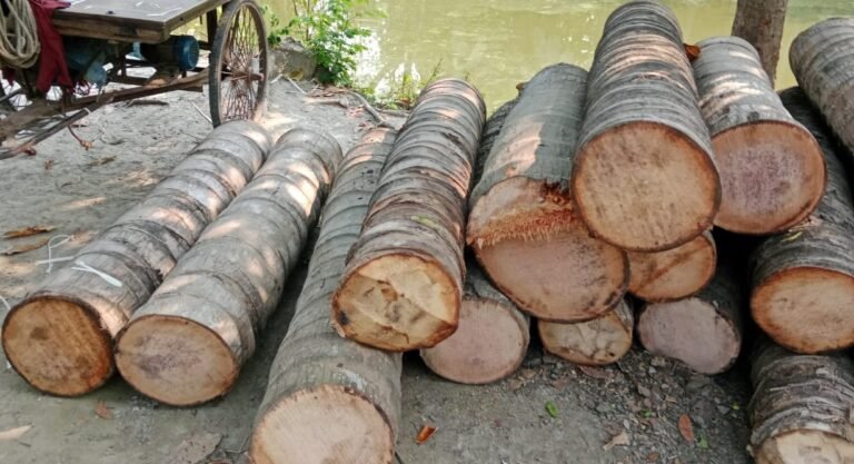 মসজিদের নারিকেল গাছ কেটে নেয়ার অভিযোগ: ক্ষোভের সৃষ্টি মুসল্লীদের মধ্যে