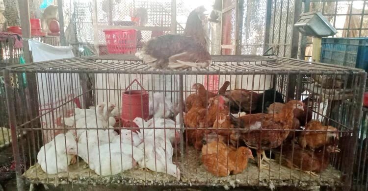 বরিশালে মুরগির দাম বেড়েছে, তবে সবজি সস্তা