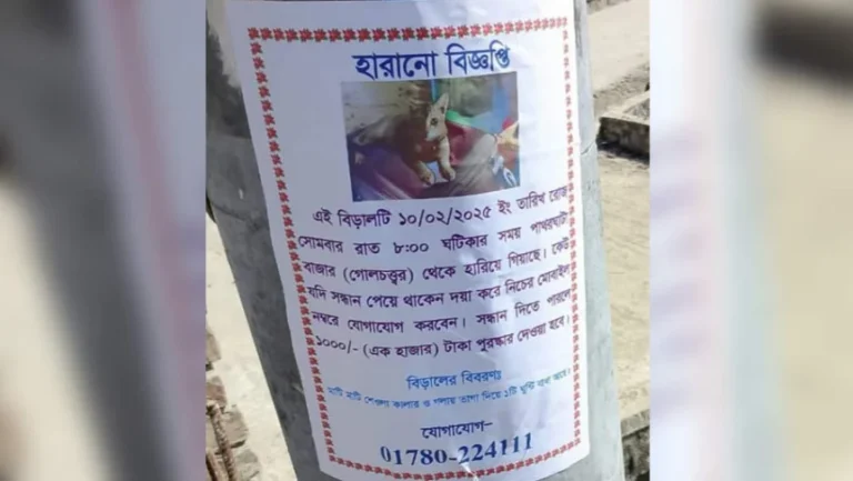 বিড়ালের সন্ধানে পোস্টার, পুরস্কার ঘোষণা!