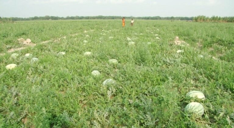  ভোলায় তরমুজের বাম্পার ফলন, কৃষকের মুখে হাসি